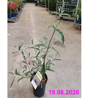 Buddleja dav. 'Black Knight' C 2,5 L